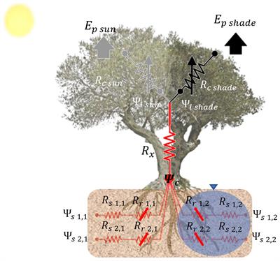 Is olive crop modelling ready to assess the impacts of global change?